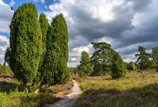 Heather blossom of the heather, in the Büsenbach valley, Lüneburg Heath nature reserve, Lower