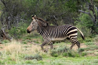 Cape Mountain Zebra (Equus zebra zebra), adult, running, foraging, Mountain Zebra National Park,