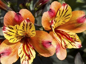 Peruvian lily, Peruvian lily (Alstroemeria aurea)