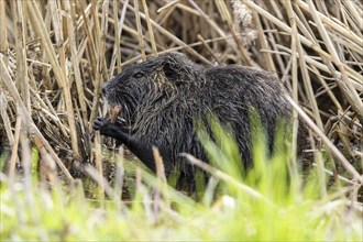 Nutria (Myocastor coypus), beaver rat, foraging in reeds, wildlife, Germany, Europe