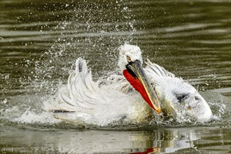 Dalmatian pelican (Pelecanus crispus), bathing, France, Europe