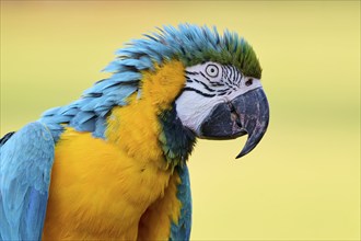 Blue and yellow macaw (Ara ararauna), captive, Lower Saxony, Germany, Europe