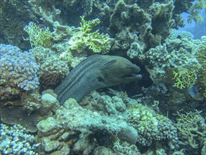 Giant Moray moray (Gymnothorax javanicus), dive site Siyul Kebir Reef, Red Sea, Egypt, Africa