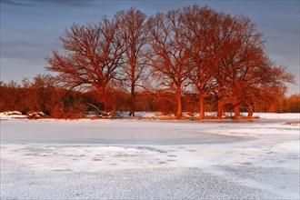 Winter floods 2024 on the Elbe and Mulde rivers with flooding of the meadows, ice on the meadows