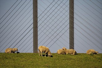 Flock of sheep on a Rhine dyke near Rees, Rhine bridge Rees, B67, Lower Rhine, Germany, Europe