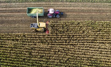 Maize harvest, combine harvester, chopper works its way through a maize field, the silage is pumped