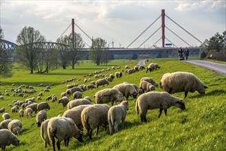 Rhine dyke near Duisburg-Beeckerwerth, flock of sheep, Haus-Knipp railway bridge, Beeckerwerth