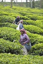 Indian tea pickers on a tea plantation, Thekkady, Kerala, India, Asia