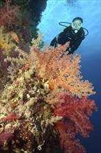 Female diver looking at reef wall drop off of colourful coral reef with soft corals