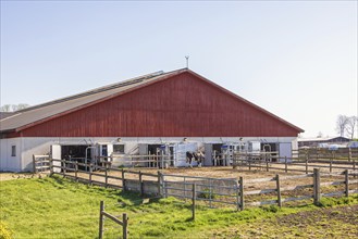 Barn with free-roaming dairy cattle at a modern farm in the countryside, Sweden, Europe