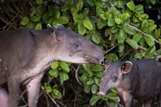 Baird's tapir (Tapirus bairdii), mother and young, in the rainforest, Corcovado National Park, Osa,