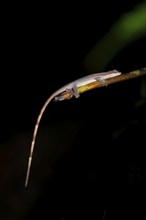 Anolis (Anolis) sitting on a stem at night, at night in the tropical rainforest, Refugio Nacional