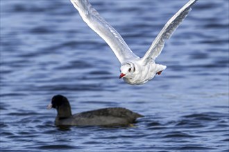 Black-headed gull (Chroicocephalus ridibundus) adult bird in non-breeding plumage flying over lake