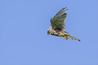 Common kestrel, European kestrel (Falco tinnunculus) juvenile in flight, hovering with tail