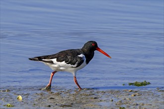 Common pied oystercatcher, Eurasian oystercatcher (Haematopus ostralegus) foraging on mudflat in