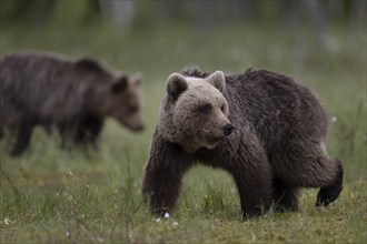 European brown bear, Karelia, Finland, Europe