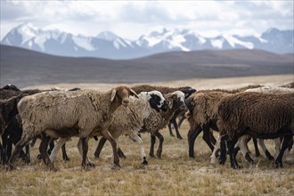 Flock of sheep, brown sheep, Tian Shan, Kyrgyzstan, Asia