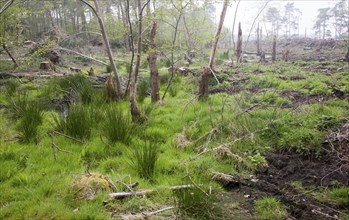 Marshy land newly deforested in Tunstall Forest, near Sudbourne, Suffolk, England, UK