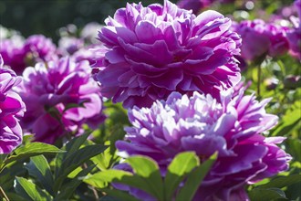 Pink peony flower in a botanical garden