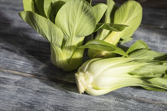 Fresh green bok choy or pac choi chinese cabbage on a gray wooden background. Hard light, contrast.