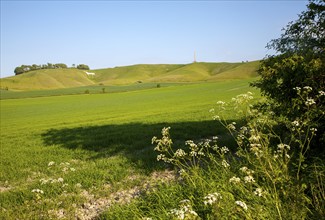 Scarp slope of White Horse on Cherhill Down and Lansdowne monument, Cherhill, Wiltshire, England,