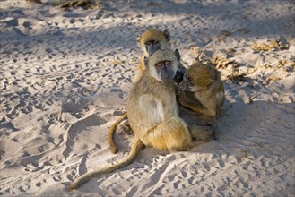 Three baboons sitting together in the sand while radiating a sense of security, chacma baboon