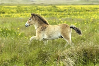 Exmoor pony, Texel Island, Texel Island, Netherlands