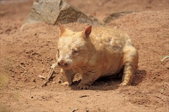 Southern hairy-nosed wombat (Lasiorhinus latifrons), adult, South Australia, Australia, Oceania