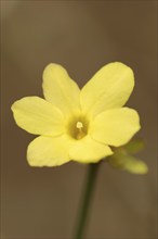 True winter jasmine or winter jasmine (Jasminum nudiflorum, Jasminum sieboldianum), flower,