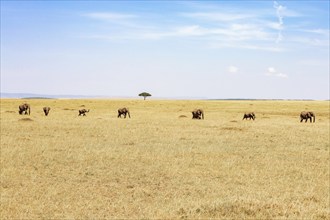 Herd of African Elephants (Loxodonta africana) walking in a row at the savanna in Africa with a