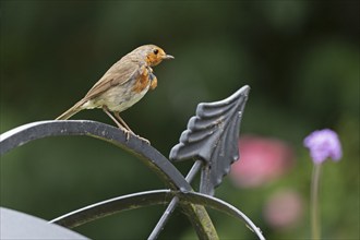 European robin (Erithacus rubecula) sitting on garden decoration, Burgstemmen, Lower Saxony,