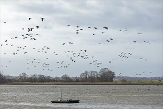 Boat, wild geese in flight, Goldhöft, Geltinger Birk, Gelting, Schleswig-Holstein, Germany, Europe