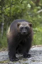 Wolverine, wolverine, (Gulo gulo), bear marten, Järv, Sweden, Sweden, Europe