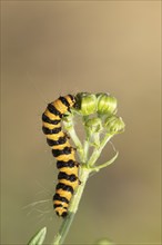 Cinnabar moth (Tyria jacobaeae) adult caterpillar feeding on a Ragwort flower, Suffolk, England,