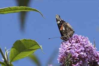 Red admiral butterfly (Vanessa atalanta) adult insect feeding on a purple garden Buddleja flower,