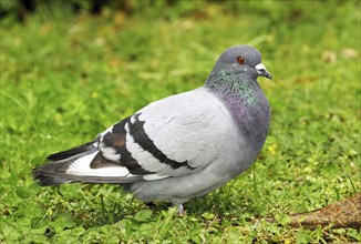 Rock Pigeon, Columba livia, Madeira, Madeira, Portugal, Europe