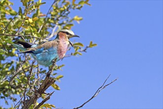 Lilac-breasted roller (Coracias caudatus) regurgitates pellets Botswana