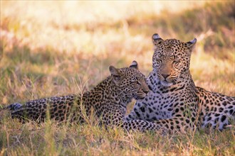 Leopard, Panthera pardus, Botsuana, Botsuana, Botsuana