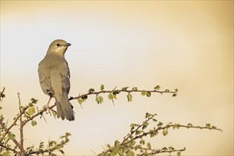 Grey hypocolius (Hypocolius ampelinus), Mudday, Salalah, Dhofar, Oman, Asia