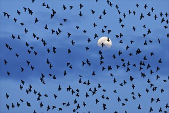 Flock of starlings in flight in front of full moon, Switzerland, Europe