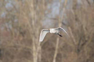 Great egret (Ardea alba) in flight in the sky, Bas-Rhin, Alsace, Grand Est, France, Europe