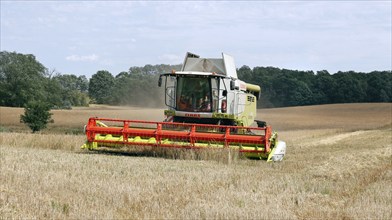 Combine harvester harvesting grain on an organic farm, Müncheberg, 28/07/2020