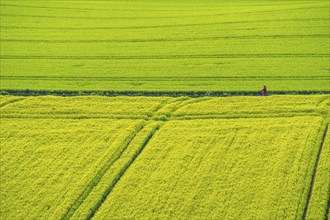 Cereal fields in spring, still green and fresh in growth, field path, cyclist, North