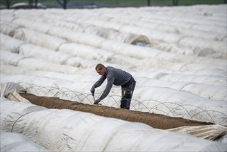 Asparagus harvest in the Rhineland, asparagus pickers at work in an asparagus field covered with