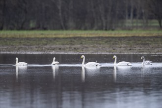 Whooper swans (Cygnus cygnus), Emsland, Lower Saxony, Germany, Europe