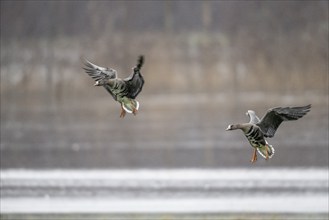 Greater white-fronted geese (Anser albifrons), landing, Emsland, Lower Saxony, Germany, Europe