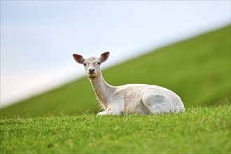 European fallow deer (Dama dama) doe lying on a meadow, Kitzbühel, Wildpark Aurach, Austria, Europe