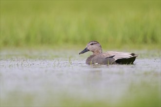 Gadwall (Mareca strepera) male, male Gadwall, Lower Saxony, Germany, Europe