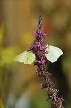 Two brimstone (Gonepteryx rhamni) feeding on a flower of purple loosestrife (Lythrum salicaria),