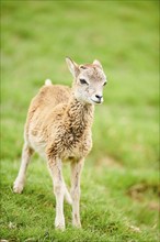 European mouflon (Ovis aries musimon) youngster standing on a meadow, tirol, Kitzbühel, Wildpark